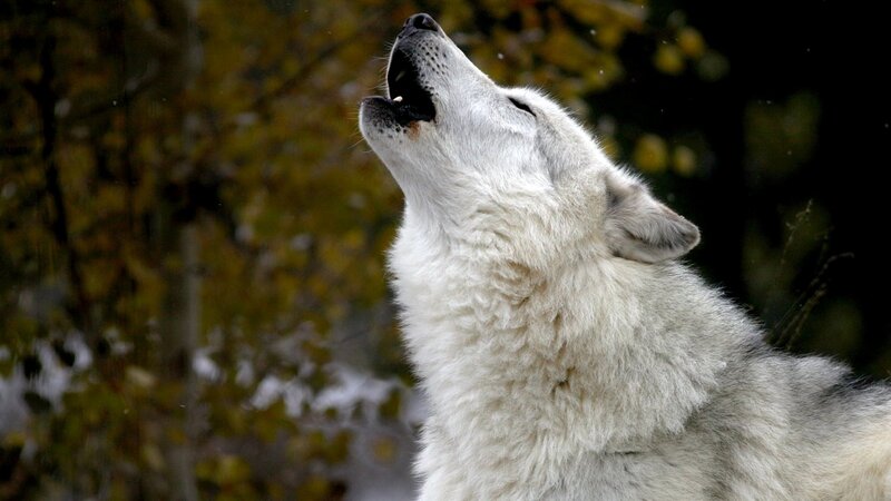 White Wolf Howling — Dramatic, Autumn, Photograph