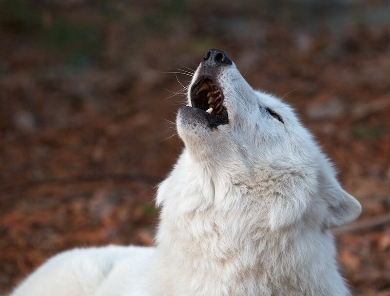 White Wolf Howling — Dramatic, Autumn