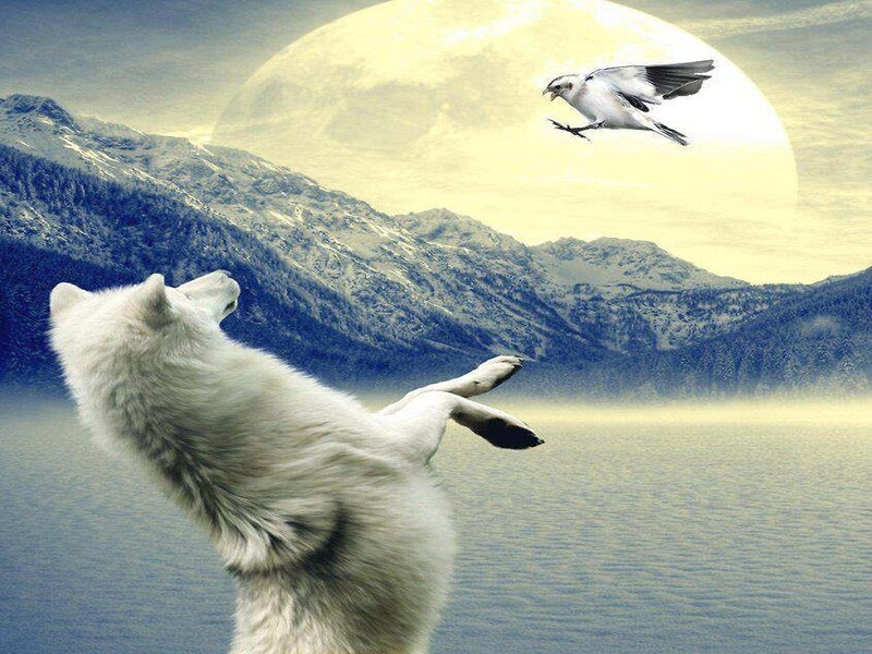 White Wolf Howling — Dramatic, Night, Digital Art, Bird