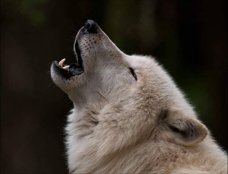White Wolf Howling — Dramatic, Night
