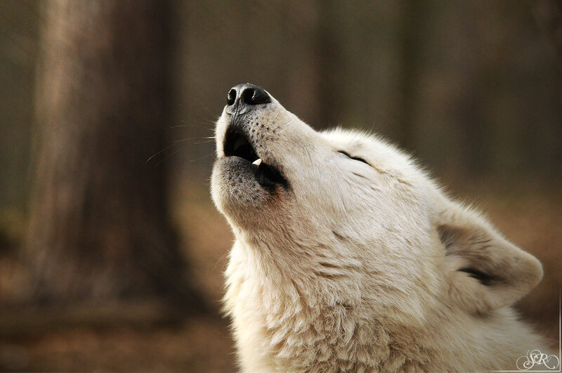 White Wolf Howling — Dramatic, Photograph, Forest