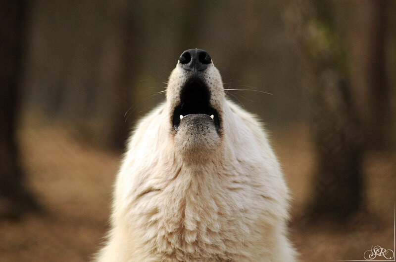 White Wolf Howling — Dramatic, Photograph, Forest, Trees