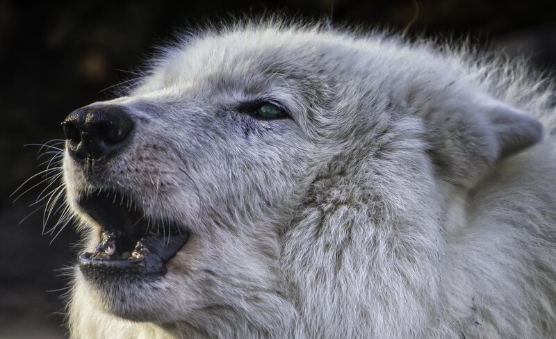 White Wolf Howling — Dramatic, Photograph, Open Mouth, Fur