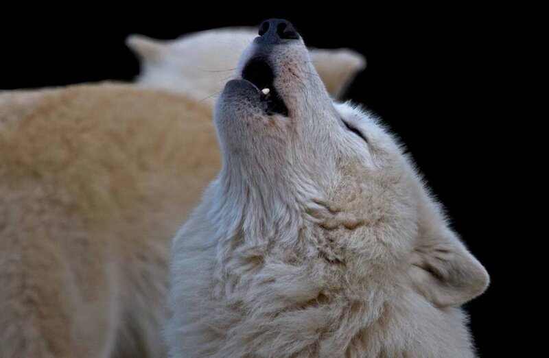 White Wolf Howling — Dramatic, Photograph, Open Mouth