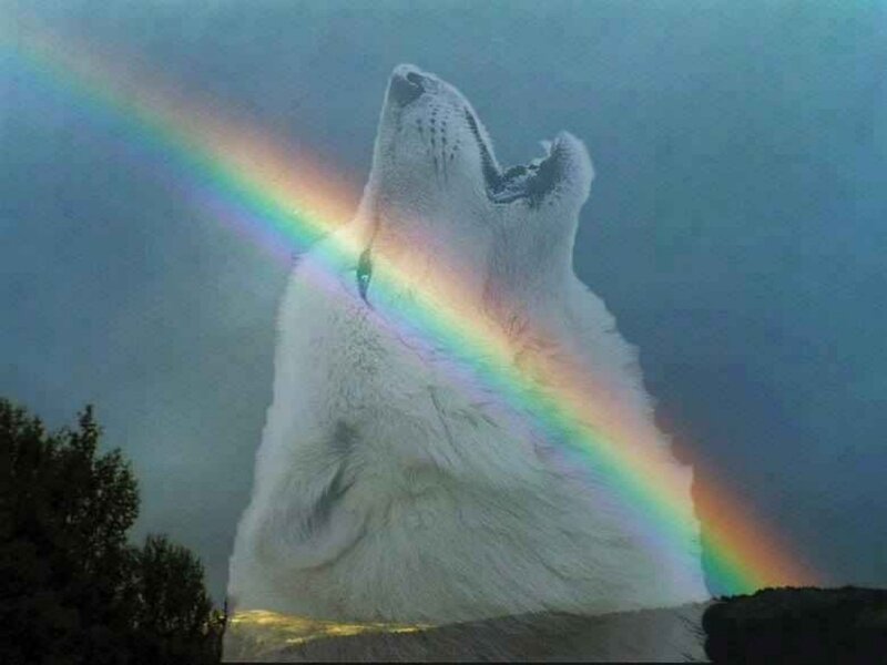 White Wolf Howling — Dramatic, Photograph, Rainbow