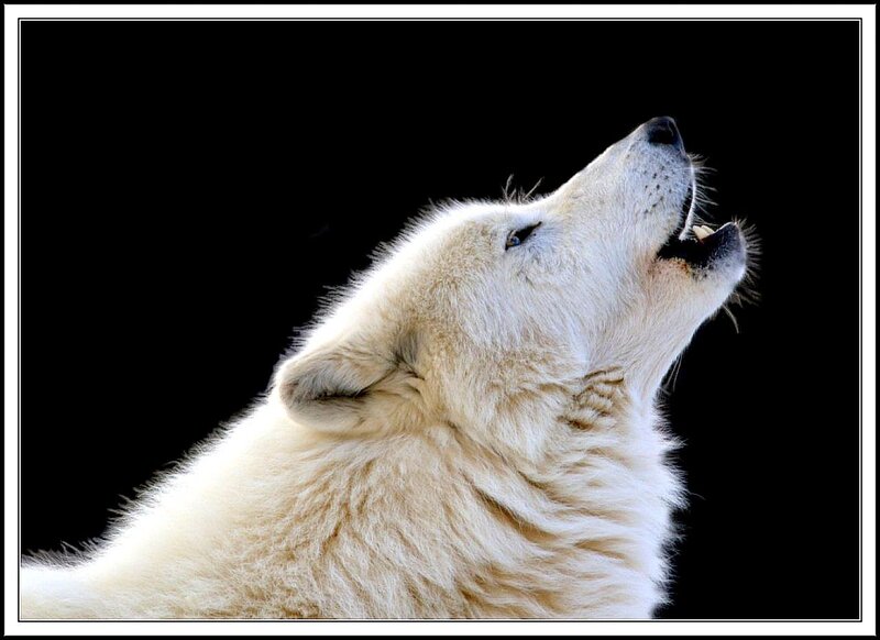 White Wolf Howling — Dramatic