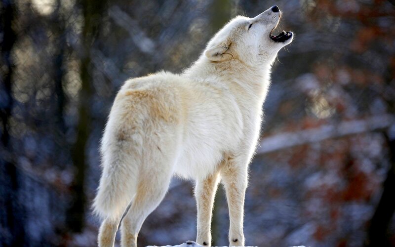 White Wolf Howling — Dramatic, Winter, Photograph, Forest