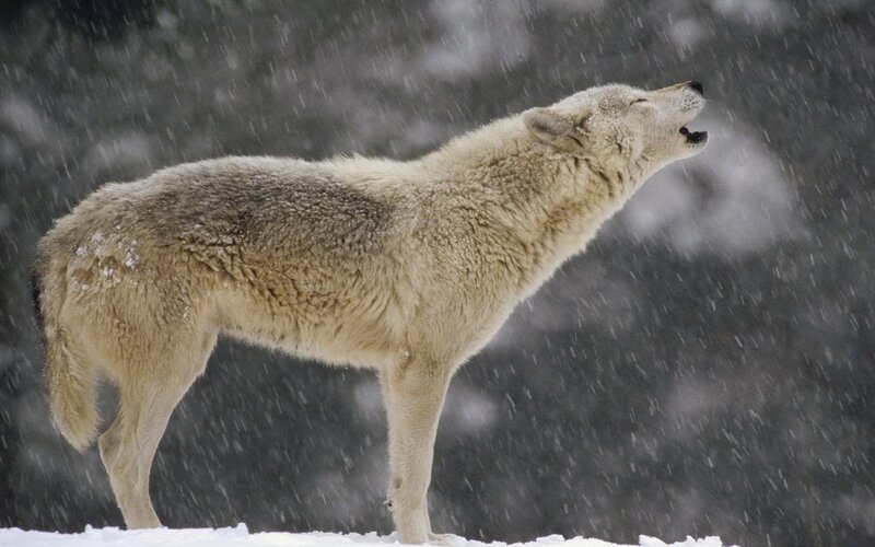White Wolf Howling — Dramatic, Winter, Photograph, Snow, Forest, Gray