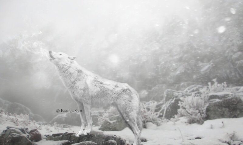 White Wolf Howling — Dramatic, Winter, Photograph, Snow, Rocks
