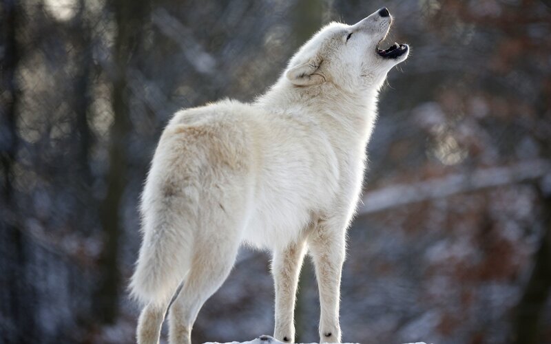 White Wolf Howling — Dramatic, Winter, Photograph, Snow