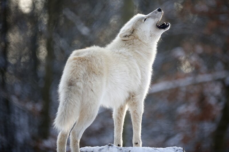 White Wolf Howling — Dramatic, Winter, Photograph, Snow, Trees, Rock