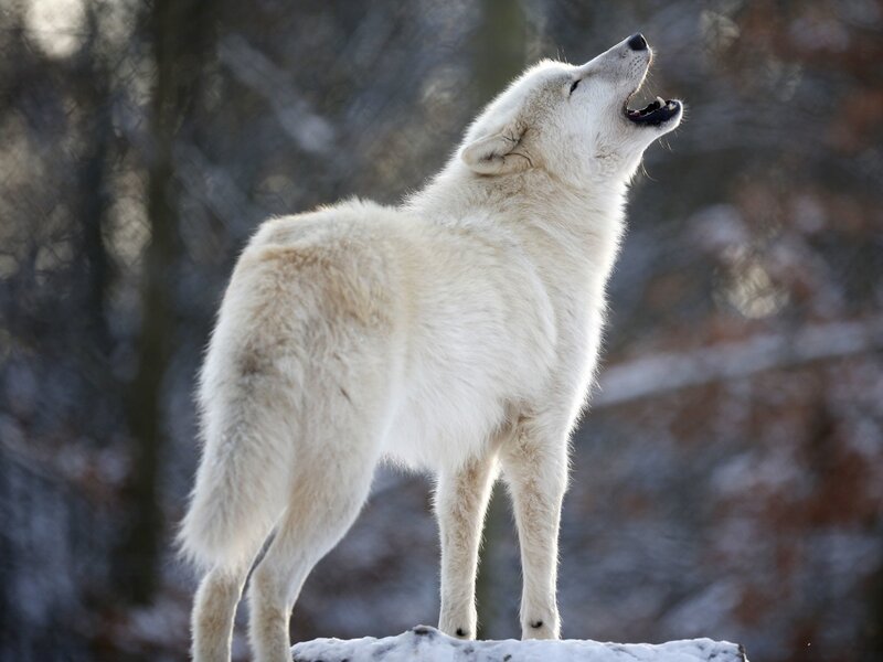 White Wolf Howling — Dramatic, Winter, Photograph, Snow, Trees