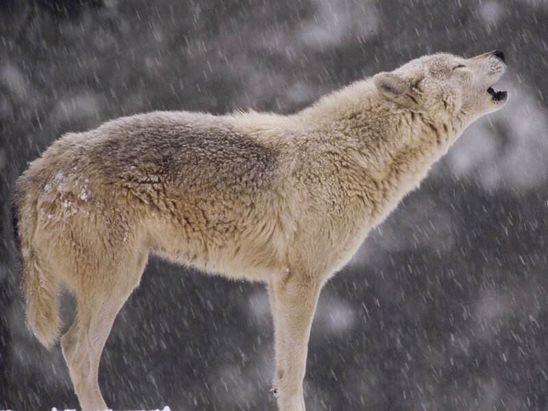 White Wolf Howling — Dramatic, Winter, Photograph