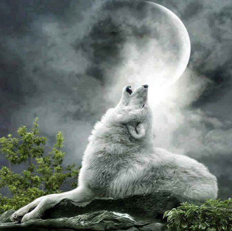 White Wolf Howling — Gray, Dramatic, Night, Digital Art, Moon