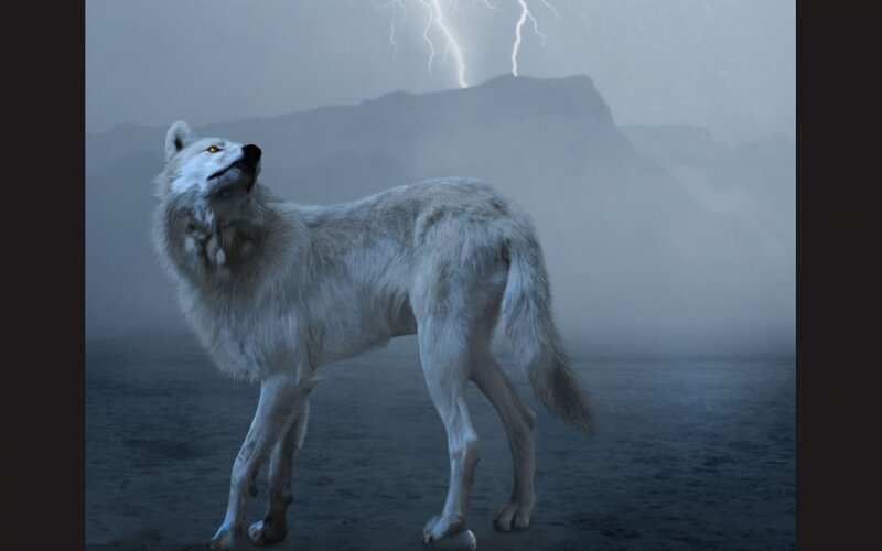 White Wolf Howling — Gray, Dramatic, Night