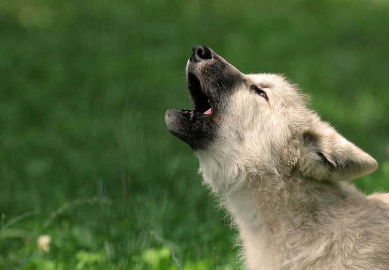 White Wolf Howling — Green, Natural