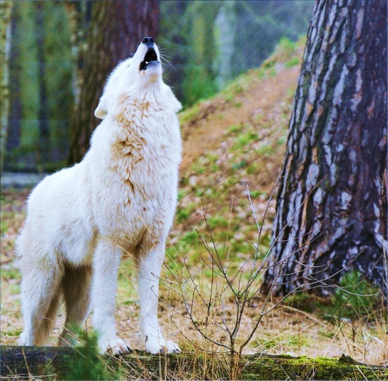 White wolf howling in forest
