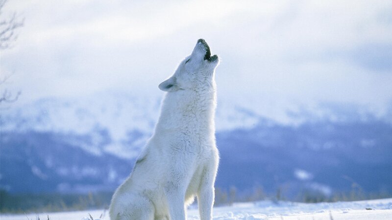 white wolf howling in snow