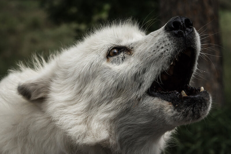 White Wolf Howling — Intense, Photograph