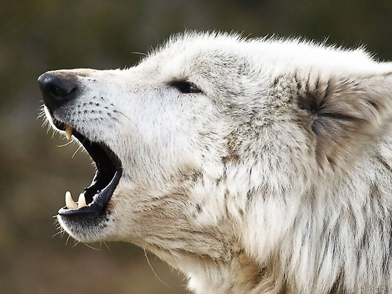 White Wolf Howling — Intense
