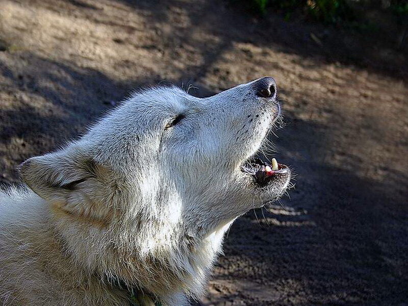 White Wolf Howling — Natural, Afternoon, Photograph, Dog