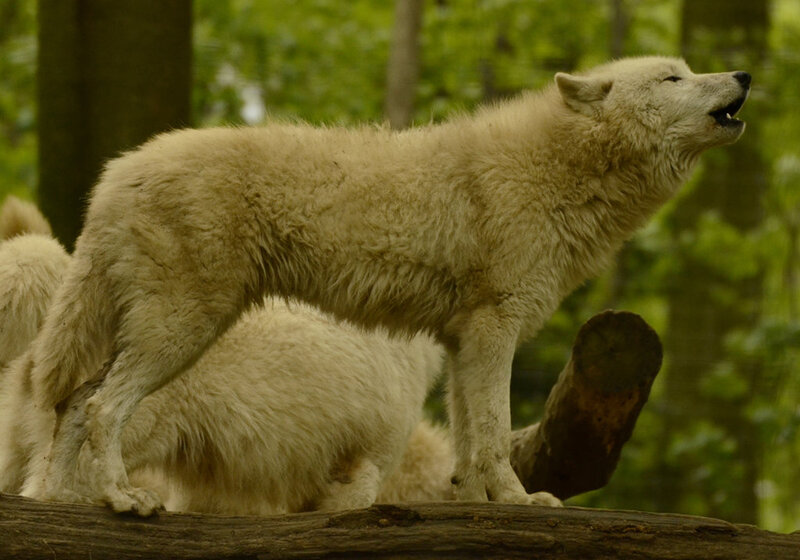 White Wolf Howling — Natural, Afternoon, Photograph, Forest, Log