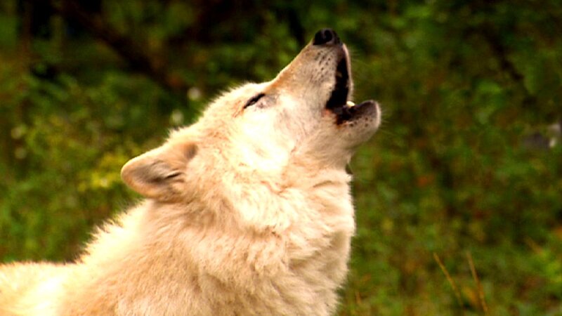 White Wolf Howling — Natural, Afternoon, Photograph, Forest