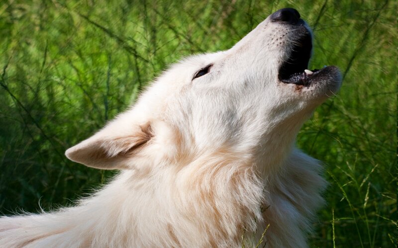 White Wolf Howling — Natural, Afternoon, Photograph, Grass