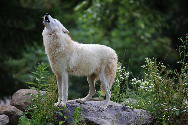 White Wolf Howling — Natural, Afternoon, Photograph, Rock