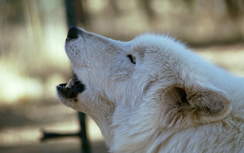 White Wolf Howling — Natural, Afternoon, Photograph