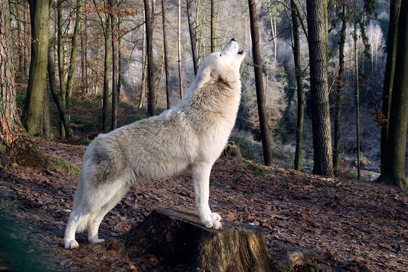 White Wolf Howling — Natural, Autumn, Photograph, Forest