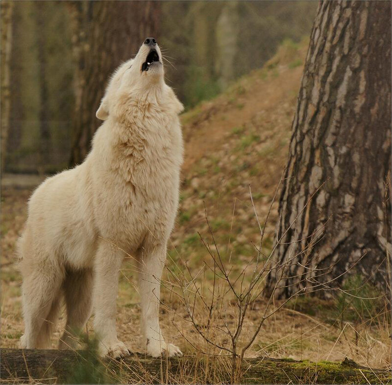 White Wolf Howling — Natural, Autumn, Photograph