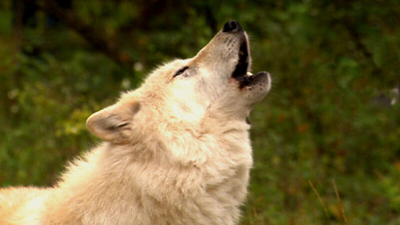 White Wolf Howling — Natural, Photograph, Green Foliage