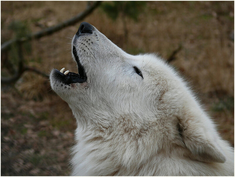 White Wolf Howling — Natural, Photograph, Open Mouth