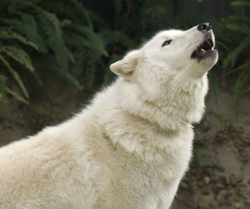 White Wolf Howling — Natural, Photograph