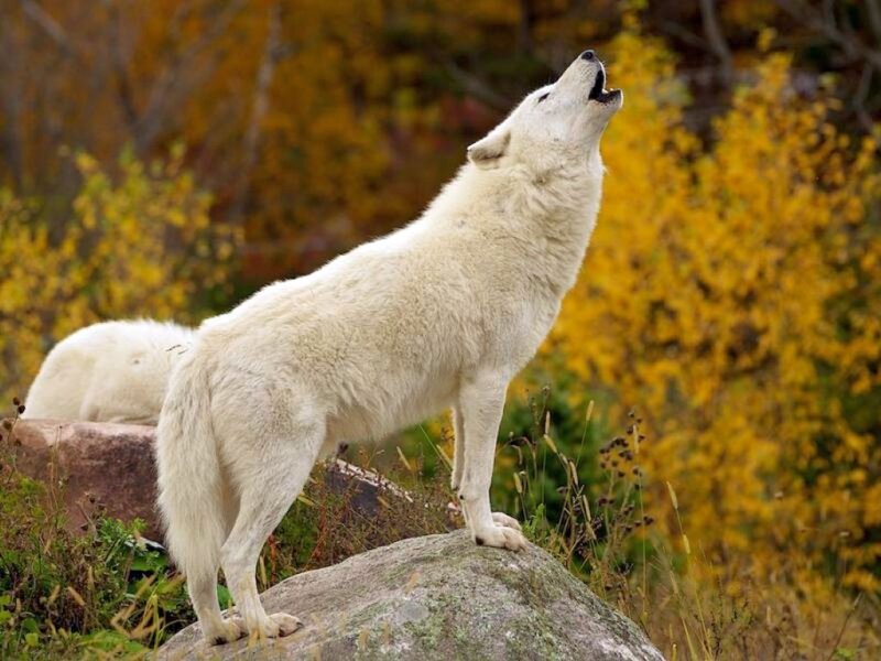 White Wolf Howling — Natural