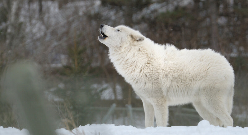 White Wolf Howling — Natural, Winter, Photograph