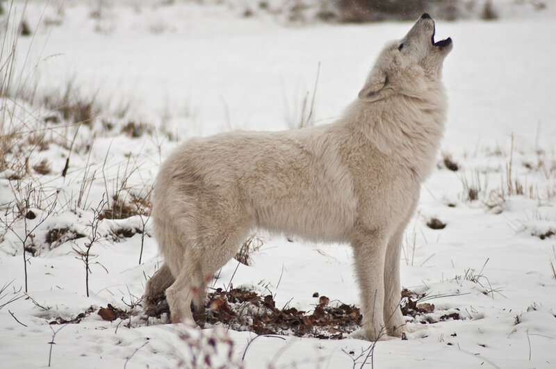 White Wolf Howling — Natural, Winter