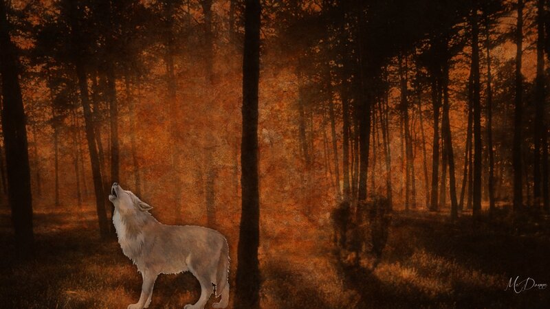 White Wolf Howling — Orange