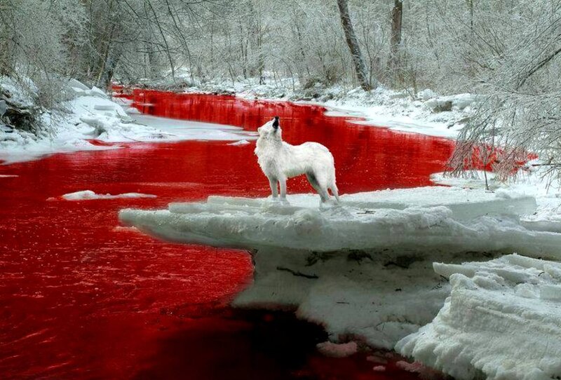 White Wolf Howling — Red, Dramatic, Winter