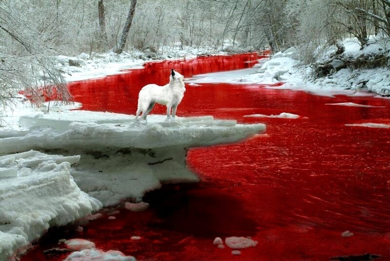 White Wolf Howling — Red