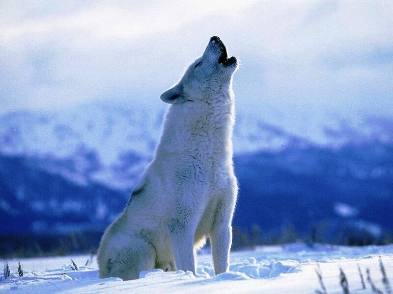White Wolf Howling — Serene