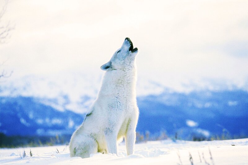 White Wolf Howling — Serene, Winter, Photograph, Snow, Mountains