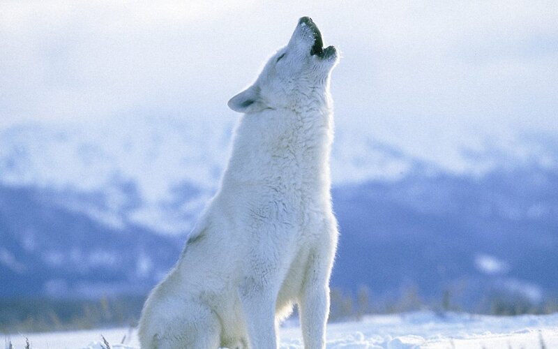 White Wolf Howling — Serene, Winter, Photograph, Snow