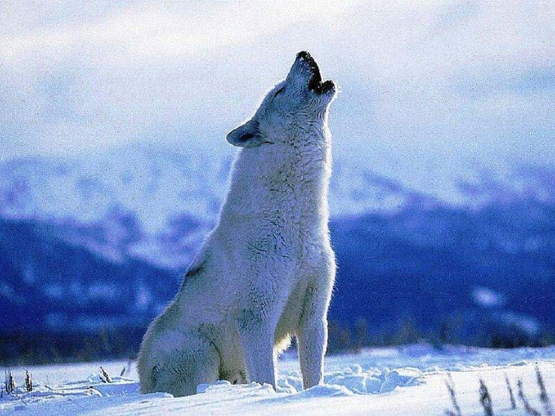 White Wolf Howling — Serene, Winter, Photograph