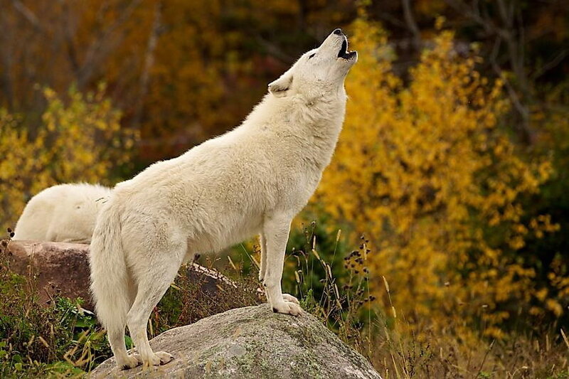 White Wolf Howling