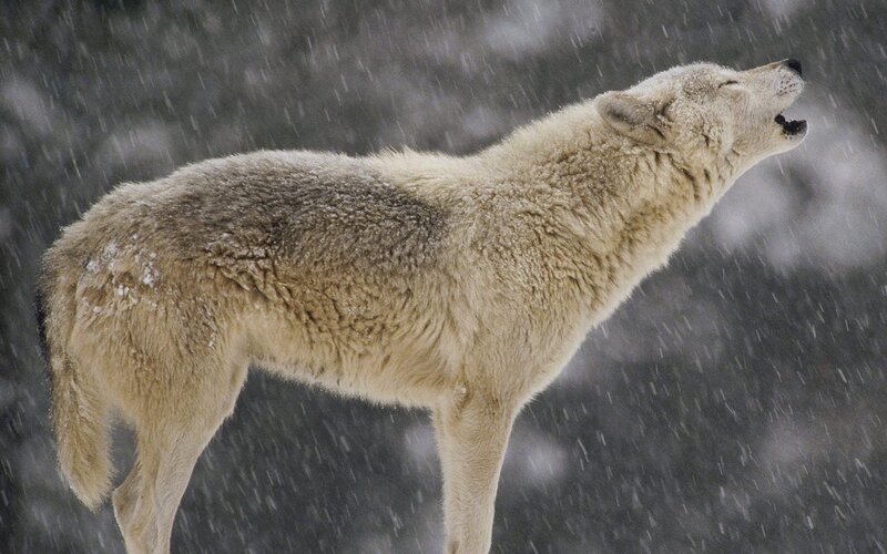 White Wolf Howling — Winter