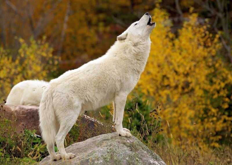 White Wolf Howling — Yellow