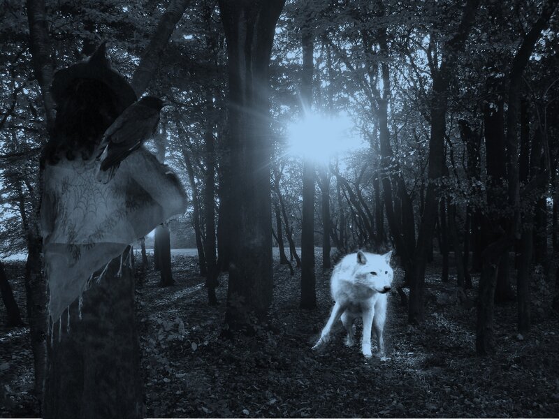 White wolf in a dark forest