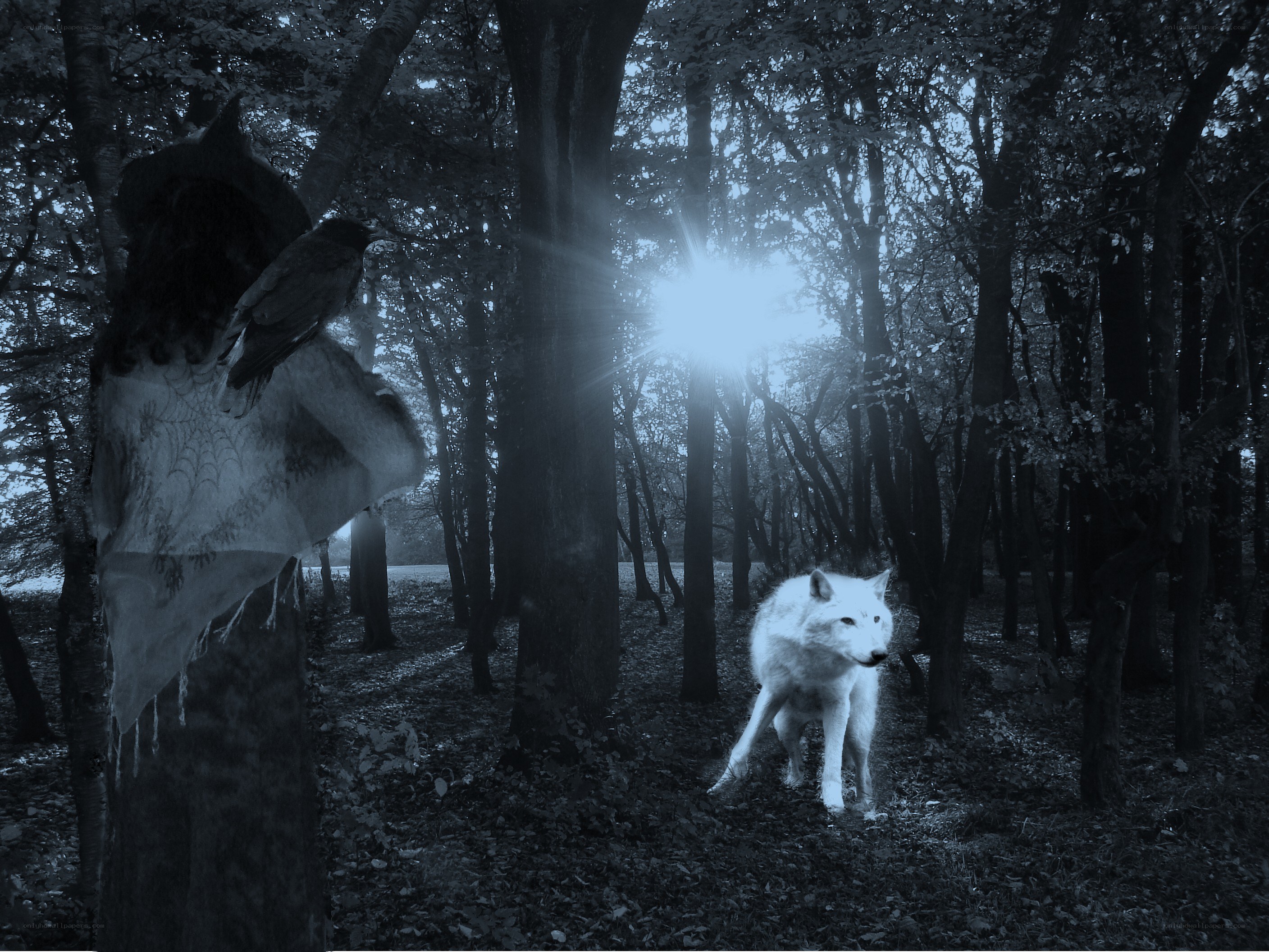 White wolf in a dark forest